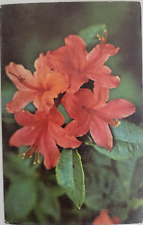 Flame Azalea Great Smokey Mountains National Park TN and NC Postcard Unposted picture