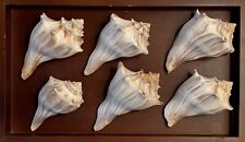 6 Knobbed Whelk Shells - 4-5” picture