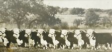 Antique Hereford Cows Smith-Morton Photo Victorian Farm Dairy Beef Agriculture picture