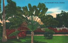 A Traveler's Palm Tree in Florida, Vintage Postcard picture