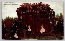 eStampsNet - Cedar Tree Sump with Family Sedro Woolley Washington 1910 Postcard  picture