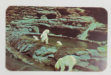 Polar Bears at Highland Park Zoo Pittsburgh Pennsylvania Postcard Posted 1953 picture