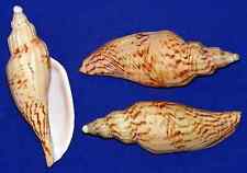 Fulgoraria rupestris Volute Voluta Seashell~ 4-1/2