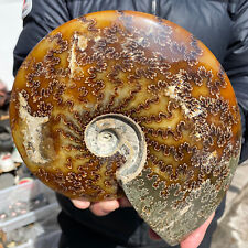 4.7lb Large Rare Natural Ammonite Fossil Conch Crystal Specimen Healing picture