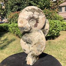 6.53LB Natural ammonite fossil conch Crystal mineral specimen healing decor picture