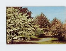 Postcard Dogwood at beautiful Thornrose Staunton Virginia USA picture