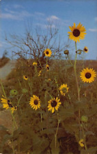 Postcard KS: Kansas Sunflowers, Unposted picture