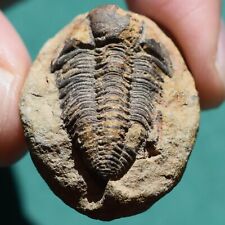 Extremely Rare Trilobite Fossil Vogesina aspera Bolivia Devonian picture