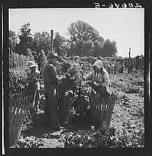 Independence,Oregon,OR,Polk County,Farm Security Administration,1939,FSA,15 picture