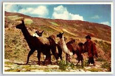 Postcard Llamas in the Highlanda of Peru   D-16 picture