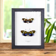Taxidermy Eterusia repleta Male and Female Moths in Box Frame From Thailand picture