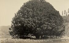 POSTCARD 1905 Largest Tree In World 97 Ft Spread OREGON Coos Co. RPPC Real Photo picture