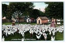 PETALUMA, CA California ~ CHICKEN RANCH ~ 1200 Chickens c1910s Sonoma County picture