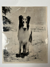 ORIG 1965 PRESS PHOTO LASSIE to appear at PLEASURE ISLAND in WAKEFIELD, MA picture