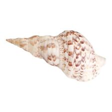 Large Natural Triton Shell Trumpet Seashell 10
