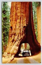 c1950s~Wawona Tree~Mariposa Grove~Yosemite California CA~Vintage MCM Postcard picture
