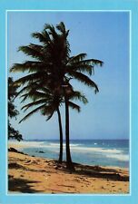 Postcard Greetings from Florida - Beautiful Palms along Florida Beach picture