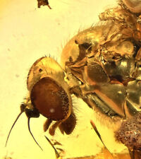 AMAZING Detail Rhagionidae (Snipe Fly), Fossil Inclusion in Baltic Amber picture