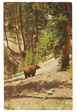 White Mountains NH Postcard Bear Wildlife picture