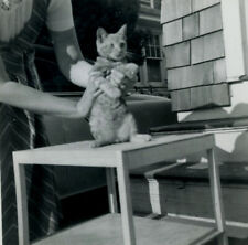 Vintage Photo Snapshot 1955 RICKY DICK cat kitten pet picture