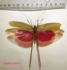 Orthoptera VELLEA CRUENTA*****male Nr. 5  ***** BRASIL,(not pinned,not mounted) picture