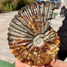 457G Rare Natural Tentacle Ammonite FossilSpecimen Shell Healing Madagascar picture