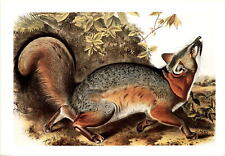 John James Audubon, ornithologist, naturalist, painter, Grey Fox, 185 Postcard picture