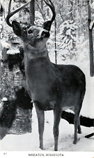 1946 White Tale Deer Hunter Woods Buck Rut Forest Wheaton MN Minnesota Postcard picture