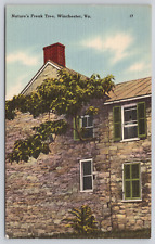 Nature's Freak Tree, Cecil & South Braddock St, Winchester VA, c1949 Postcard picture