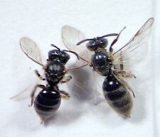 Bees: Lasioglossum sp. x2 (Halictidae) USA Hymenoptera Insect picture