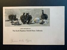Embossed Postcard Pasadena CA - Just Hatched at South Pasadena Ostrich Farm picture