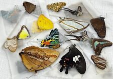 10 Butterflies Unmounted Assorted Insect Dried Butterfly Specimen Collection picture