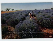Postcard Woman in Lavender Fields Champs de Lavande picture