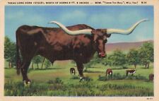 Texas TX Long Horn Steer, Huge Bull Cow Exaggeration, Vintage Postcard picture