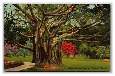 Giant Banyan Tree Tropical Florida Linen Postcard Posted St. Petersburg 1946 picture