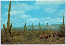 Postcard - Giant Saguaros, Southern Arizona, USA picture