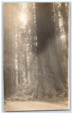 Crescent City Iowa IA Postcard RPPC Photo Redwood Forest c1910's Posted Antique picture