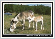 Custer State Park South Dakota, Mountain Burros, Black Hills, Vintage Postcard picture