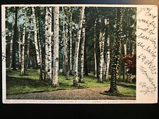 Vintage Postcard 1905 Among the Birches Green Island Lake George N.Y. picture