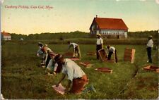 Postcard Cranberry Picking in Cape Cod, Massachusetts picture