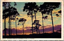 Florida FL Sunrise Through Caribbean Pine Trees Postcard Serrated Edges picture