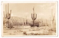 Post Card RPPC Among the Giant Cacti Arizona picture