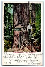 Sacramento California CA Postcard An Oregon Fir Tree 9 Feet In Diameter c1905 picture