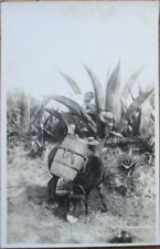 Mexico, Aguave Plant, Farmers, Donkey 1930s Realphoto Postcard, Tipos Mexicanos picture