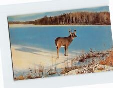 Postcard An Adventurous Buck on a frozen northwoods lake USA picture