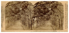 USA, N.Y., West Point, Lover's Lane, ca.1880, Stereo Vintage Print Stereo, picture