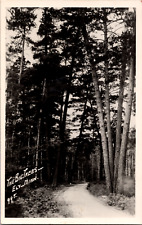 The Big Trees Trail Road Ely Minnesota RPPC Vintage Real Photo Postcard Hamilton picture