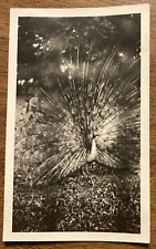 Vintage 1920s Beautiful Peacock Zoo Animal Feathers Bird Original Photo P11h14 picture