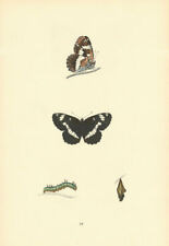 BRITISH BUTTERFLIES. White Admiral. MORRIS 1893 old antique print picture picture