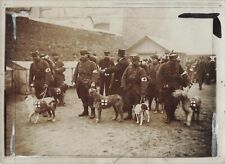 French Army Dogs Troops 1915 Press Photo WW1 War Medic Corp Ambulance *Am9b picture